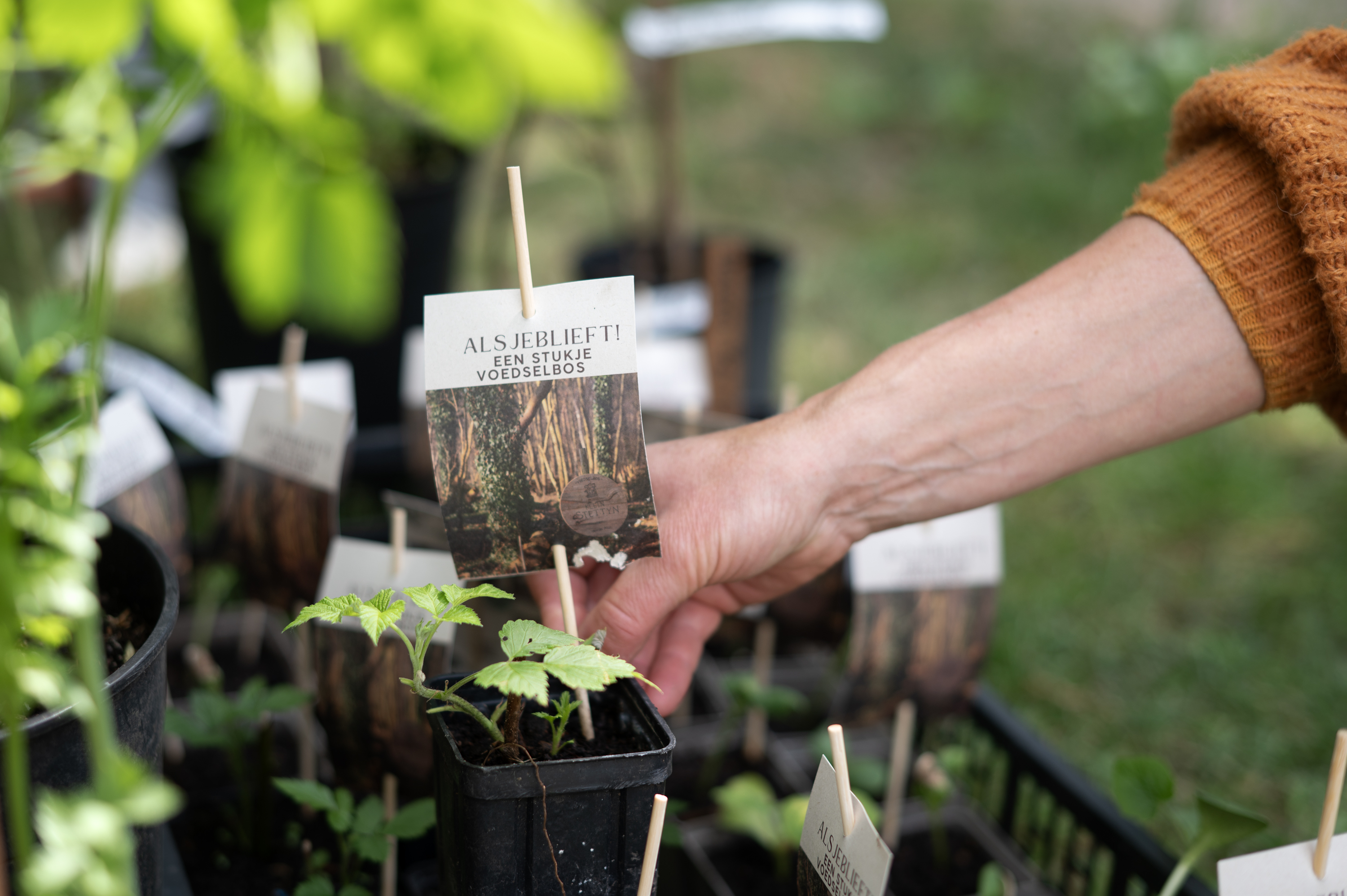 Planten